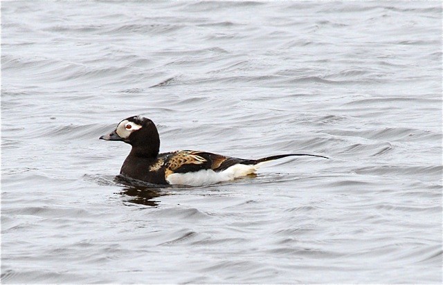 Long-tailed Duck - ML586974951