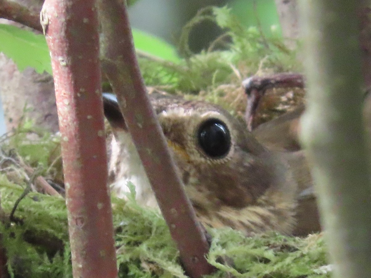 eBird Checklist 21 Jun 2023 Little Qualicum fish hatchery 33 species