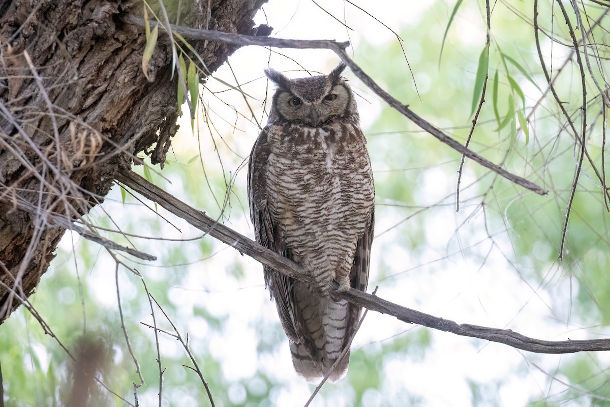 Great Horned Owl - ML586993641