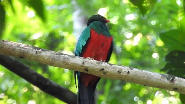 Quetzal pavonin - ML586994231