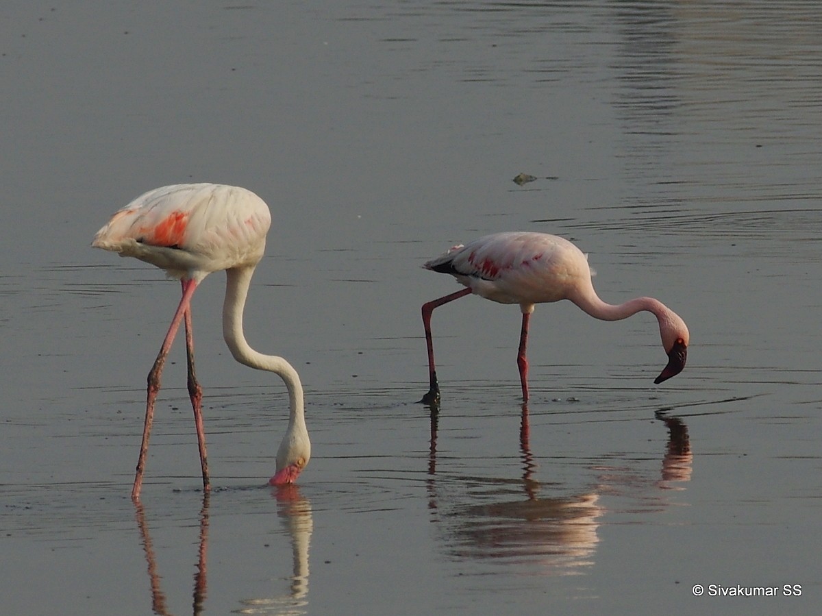 Lesser Flamingo - Sivakumar SS