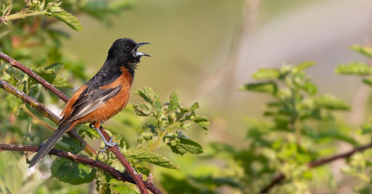 Orchard Oriole - ML587000071