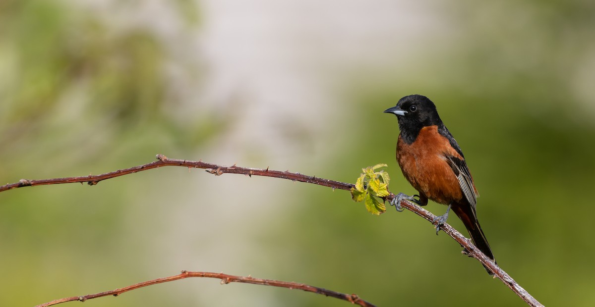 Orchard Oriole - ML587000481