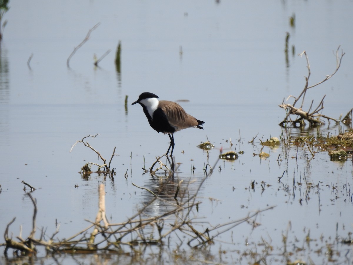 Spur-winged Lapwing - ML587003531