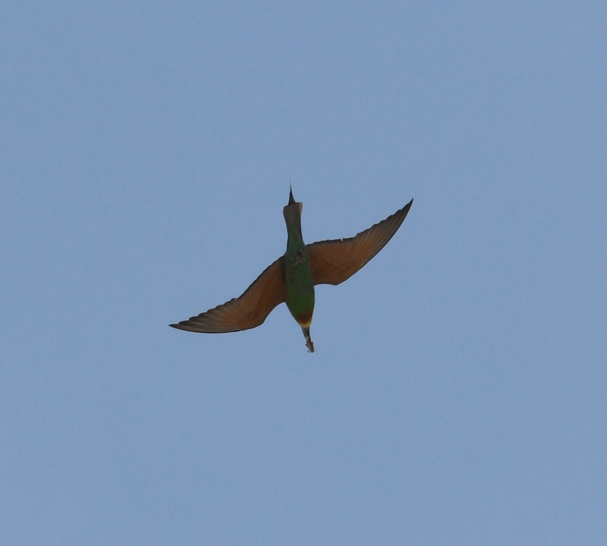 Blue-cheeked Bee-eater - ML587009901
