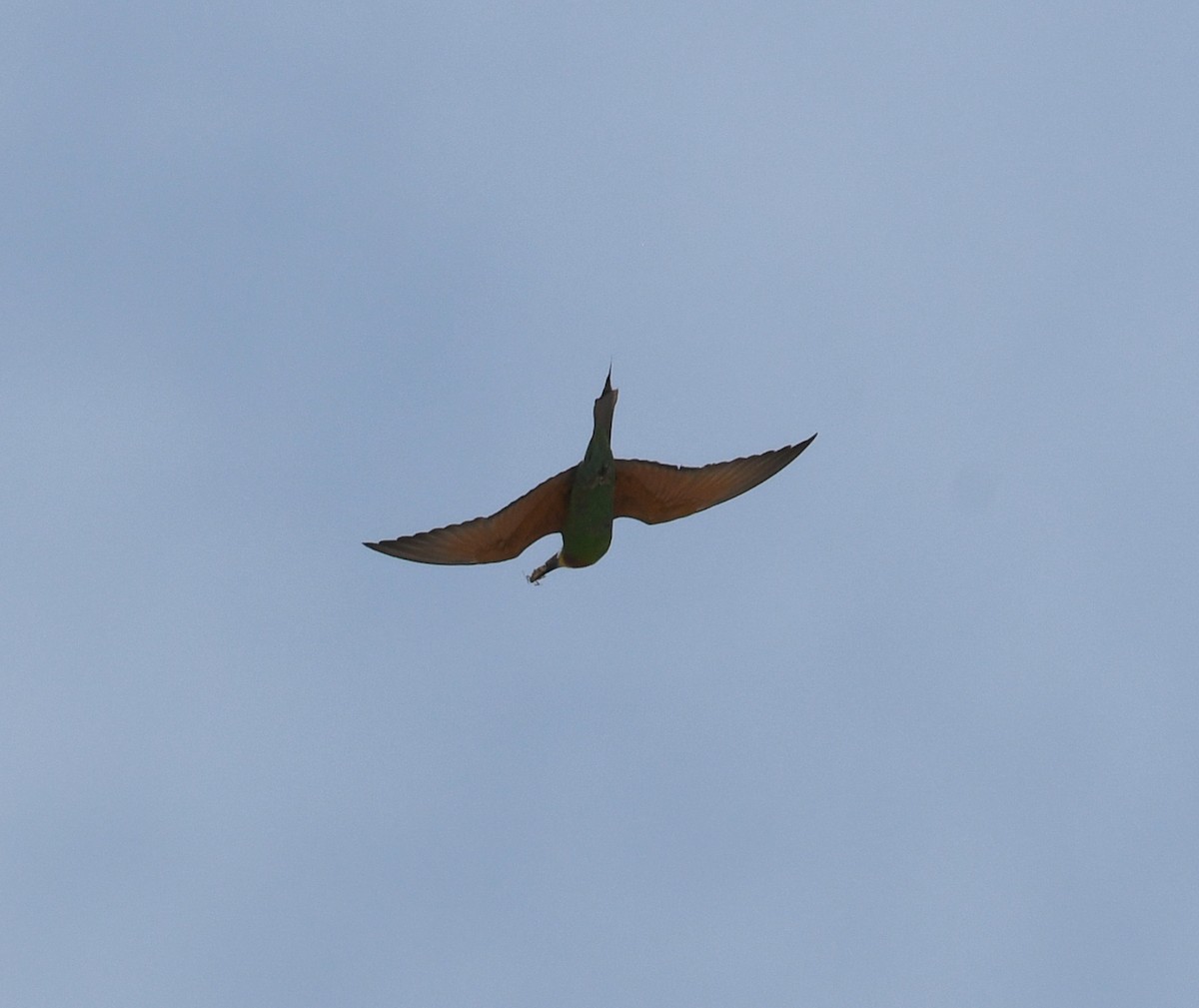 Blue-cheeked Bee-eater - ML587009911