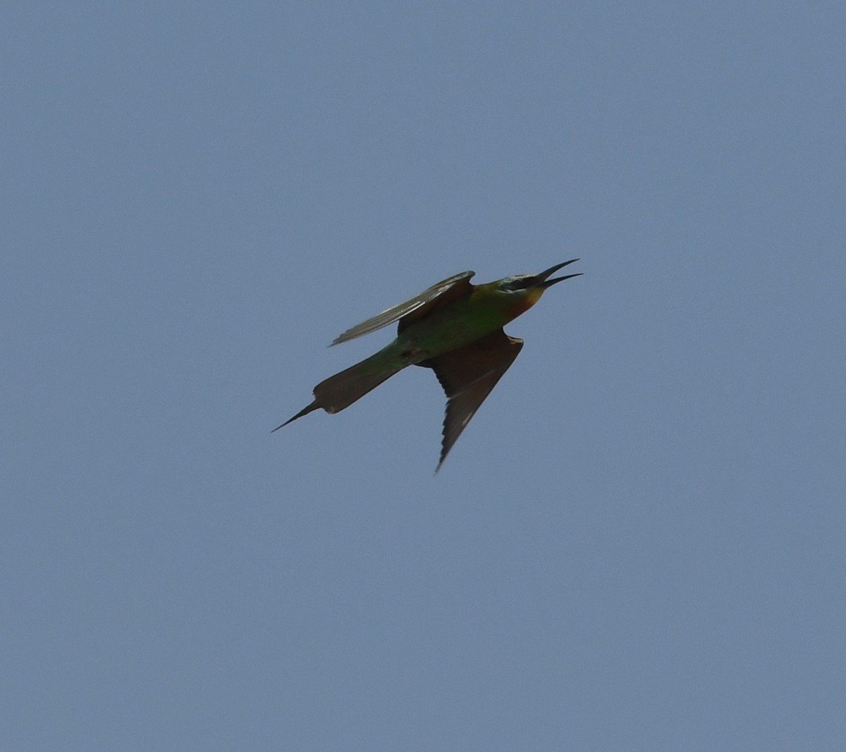 Blue-cheeked Bee-eater - ML587009921