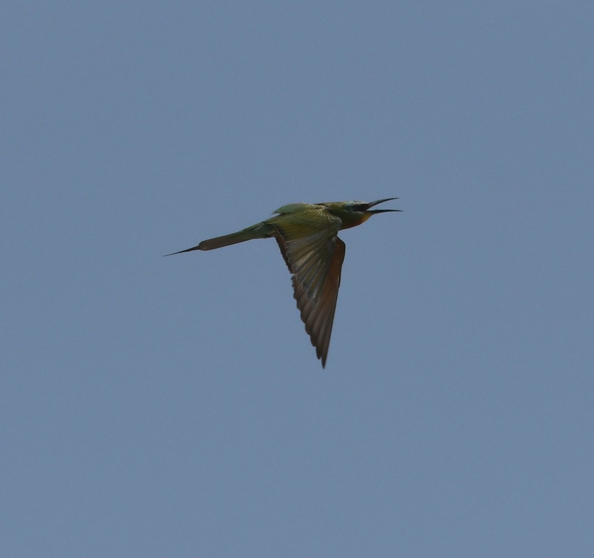 Blue-cheeked Bee-eater - ML587009931