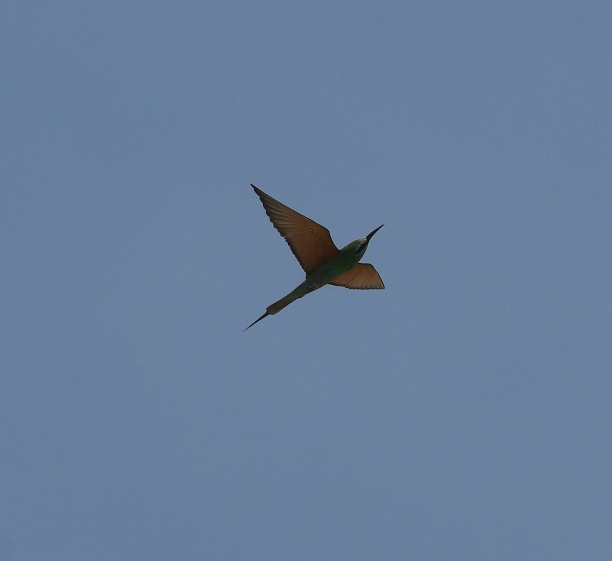 Blue-cheeked Bee-eater - ML587009941