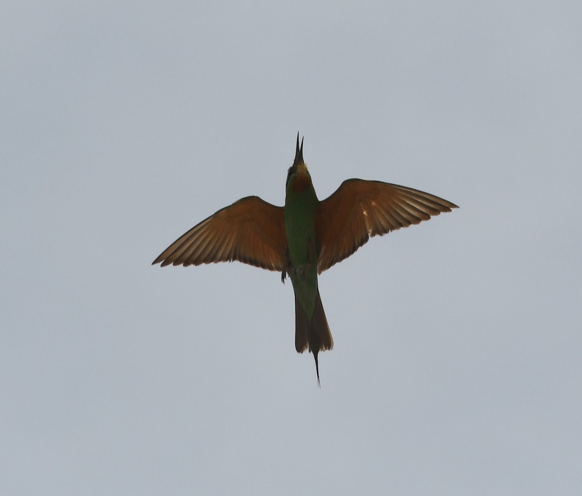 Blue-cheeked Bee-eater - ML587009961