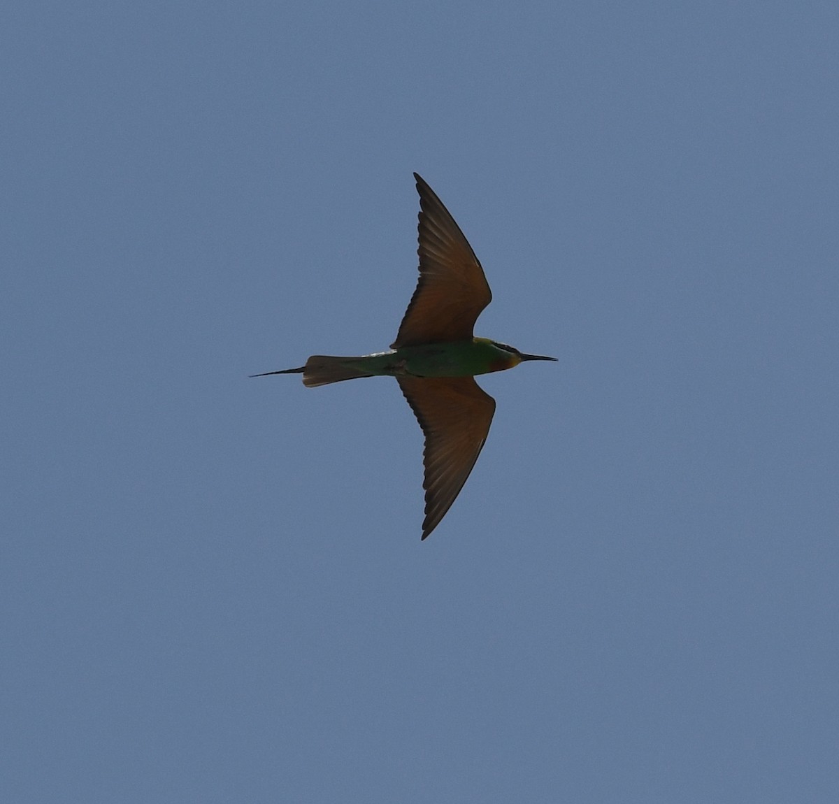 Blue-cheeked Bee-eater - ML587009971
