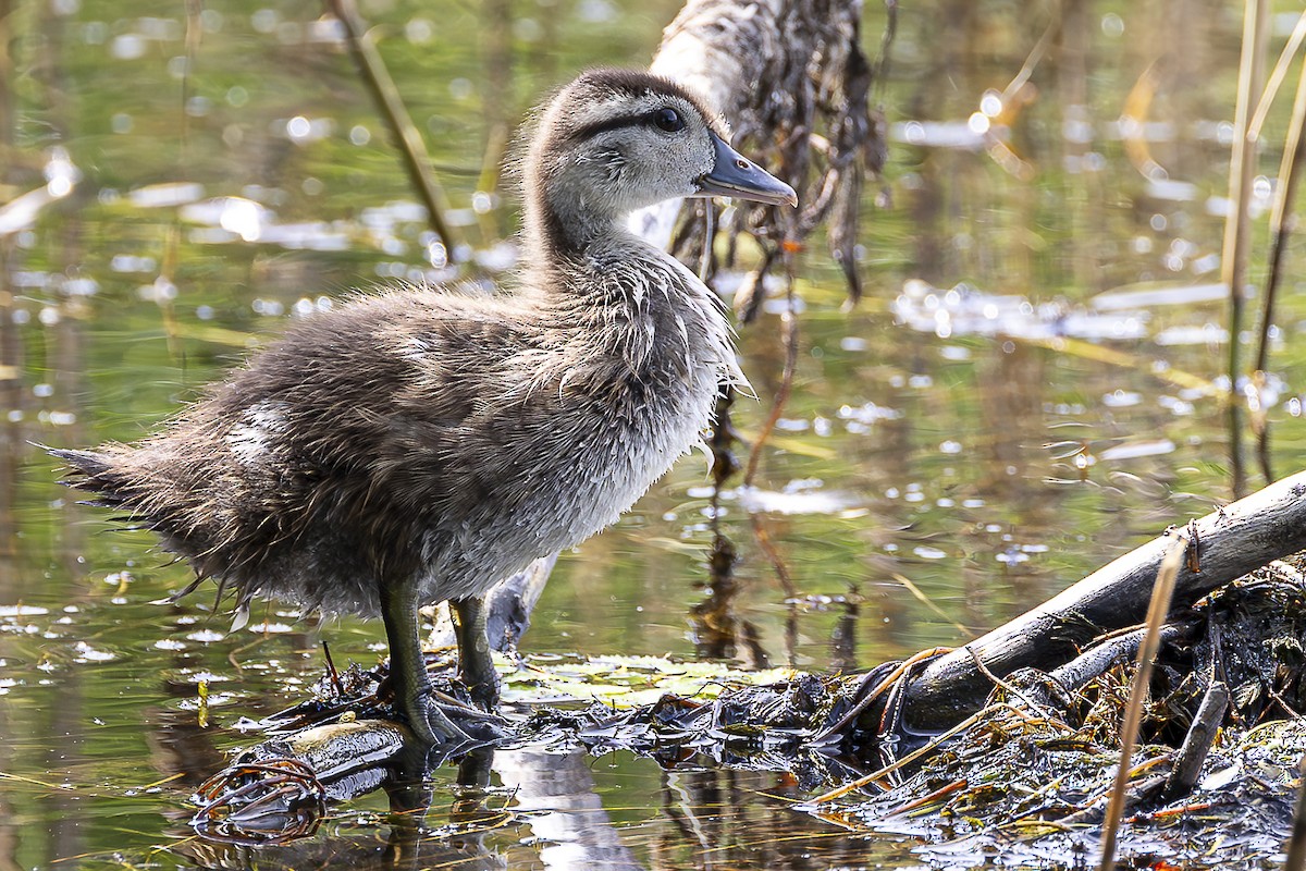 New York Breeding Bird Atlas Checklist - 21 Jun 2023 - Rockland Lake SP