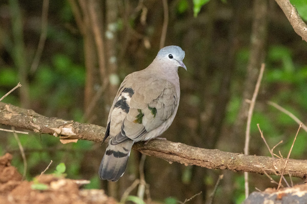 Emerald-spotted Wood-Dove - ML587012511