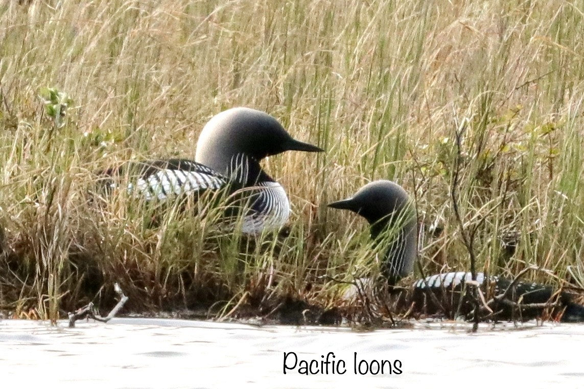 Pacific Loon - Jay & Judy Anderson