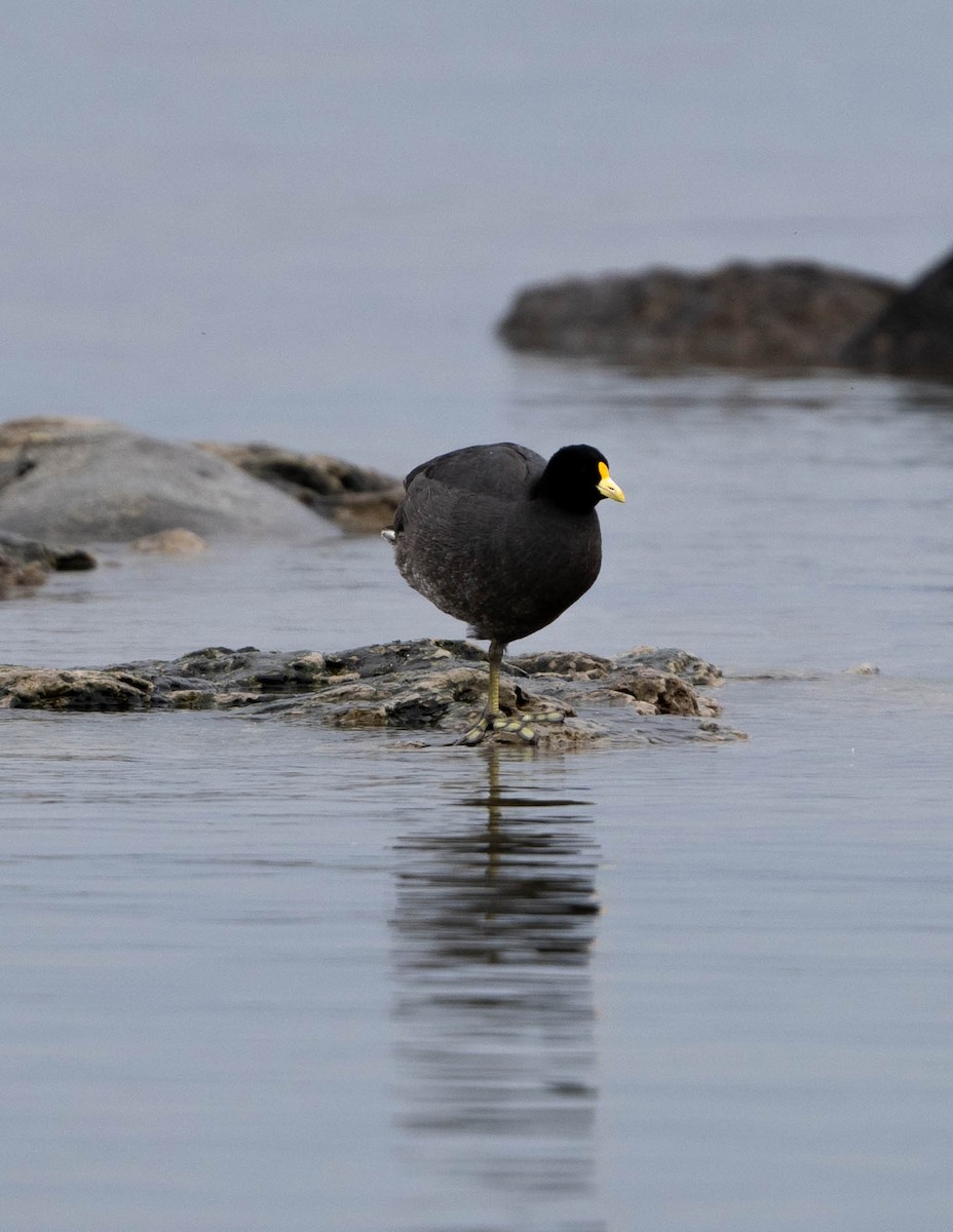 White-winged Coot - ML587014981