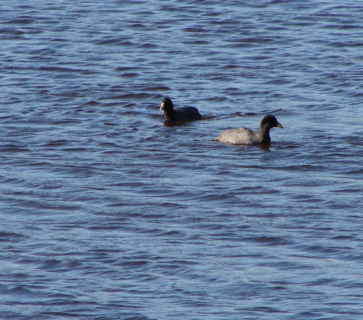 White-winged Coot - ML58701561