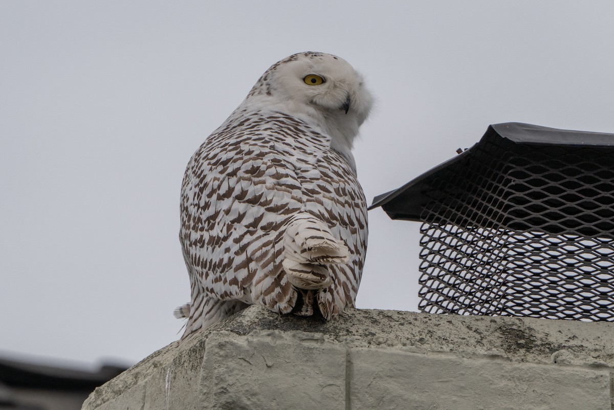 Snowy Owl - ML587022011