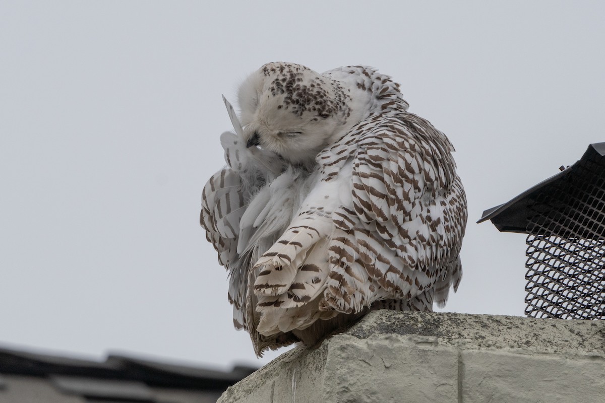 Snowy Owl - ML587022021