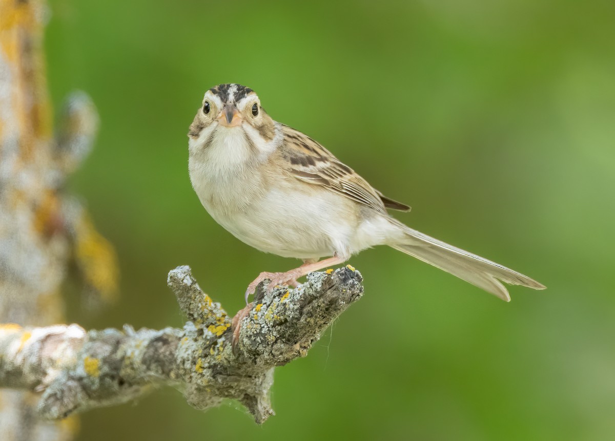 Clay-colored Sparrow - ML587026271
