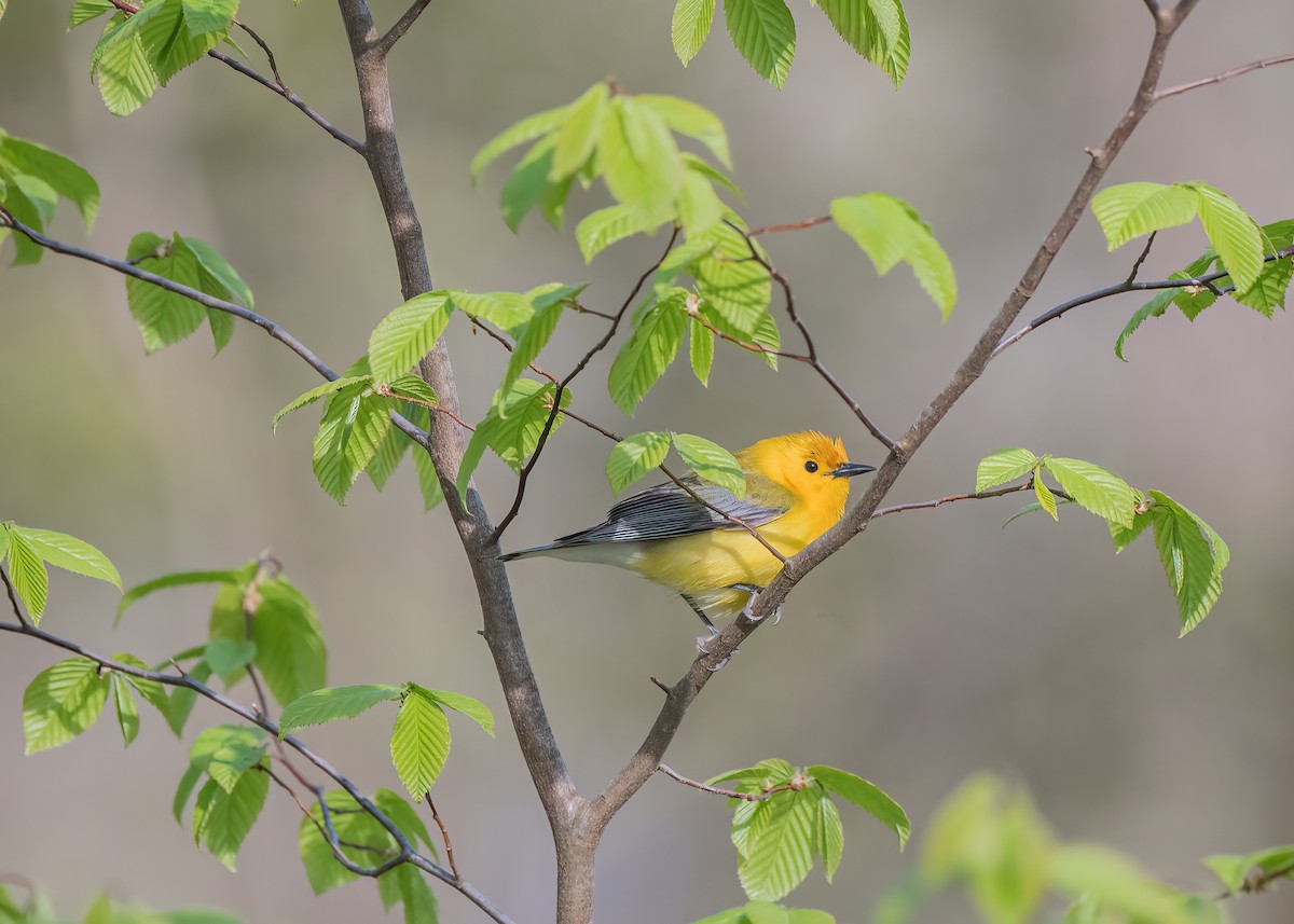 Prothonotary Warbler - ML587026531