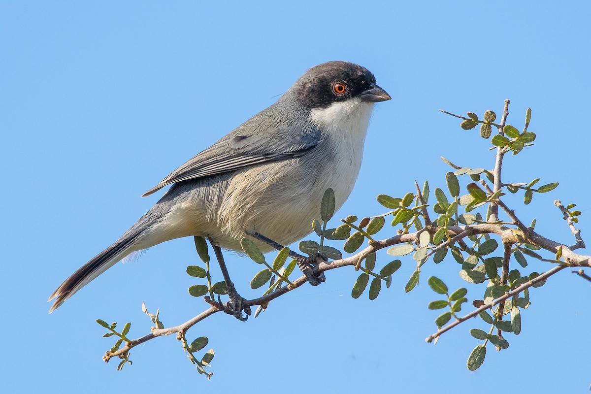 Black-capped Warbling Finch - ML587027991