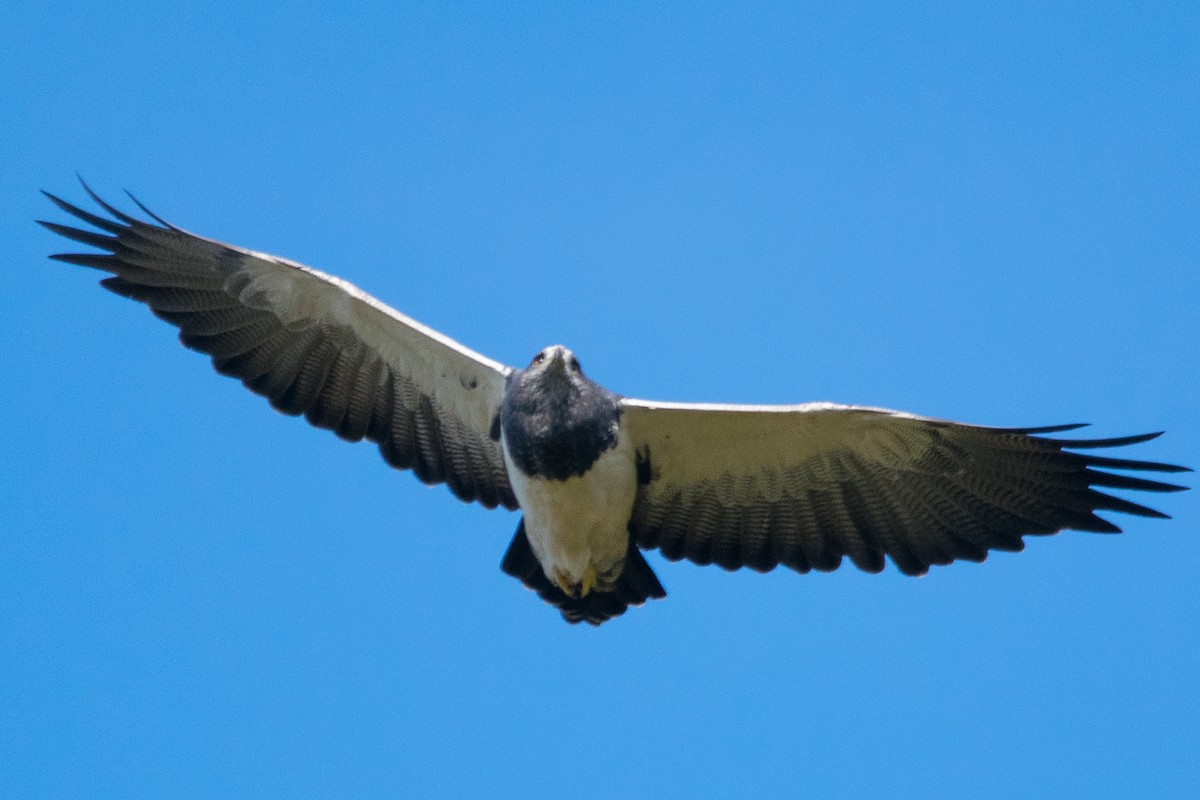 Black-chested Buzzard-Eagle - ML587028141