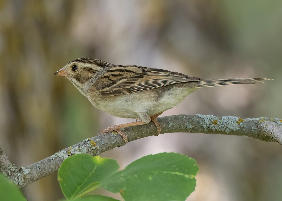Clay-colored Sparrow - Iris Kilpatrick