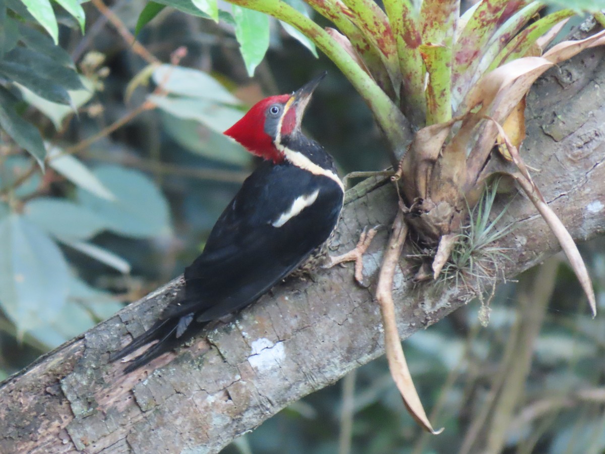 Lineated Woodpecker - Jose Martinez De Valdenebro
