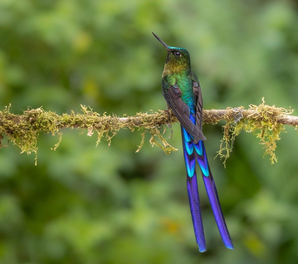 Violet-tailed Sylph - ML587029871
