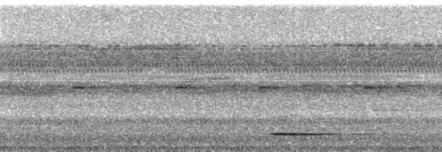 Gray Tinamou - ML58703