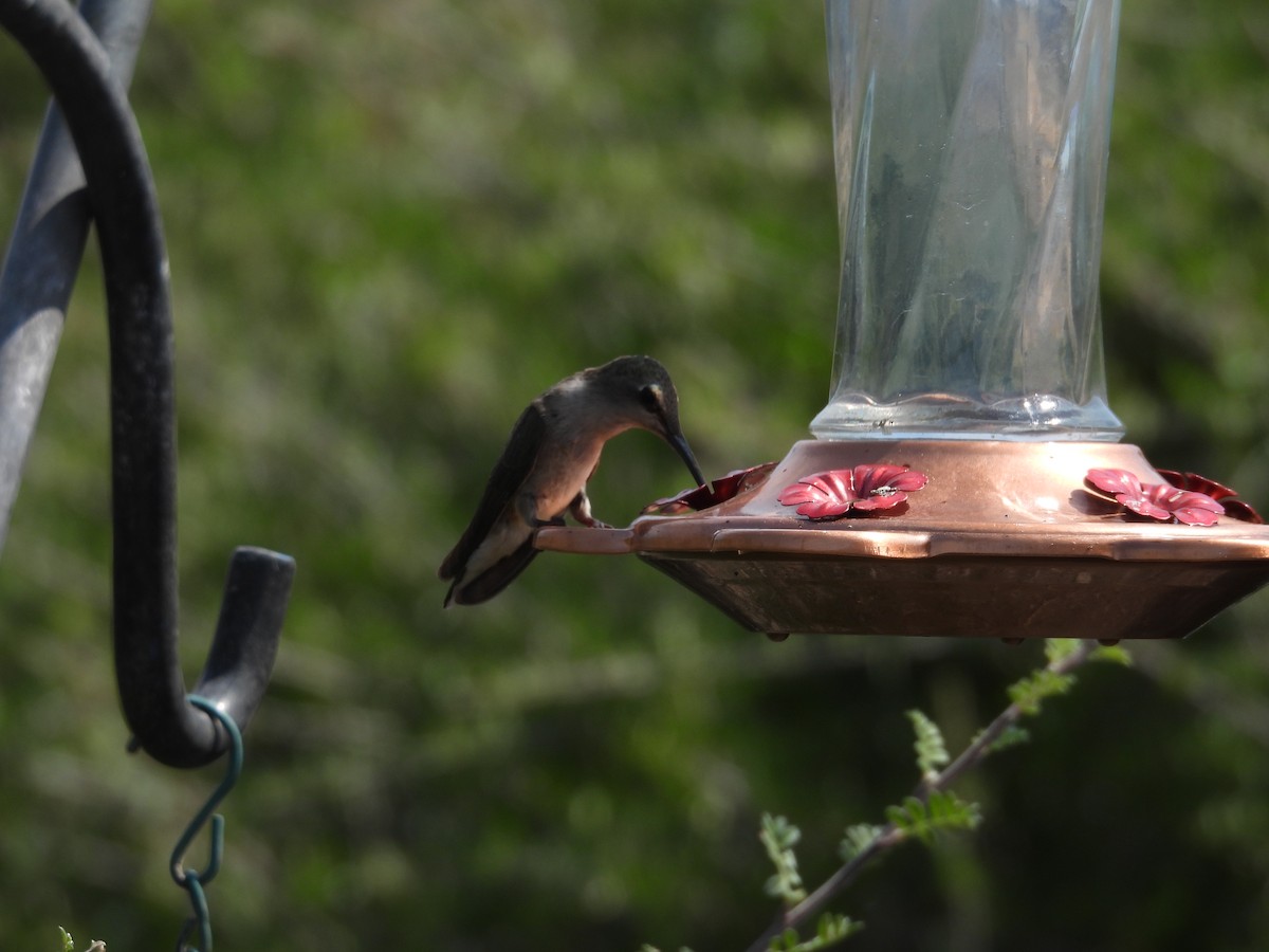 Black-chinned Hummingbird - ML587030641