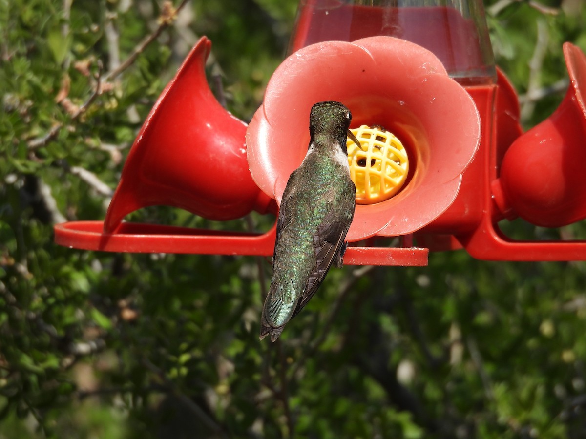 Black-chinned Hummingbird - ML587030651