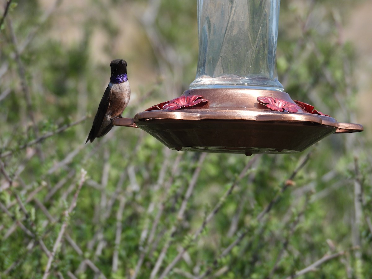 Black-chinned Hummingbird - ML587031761