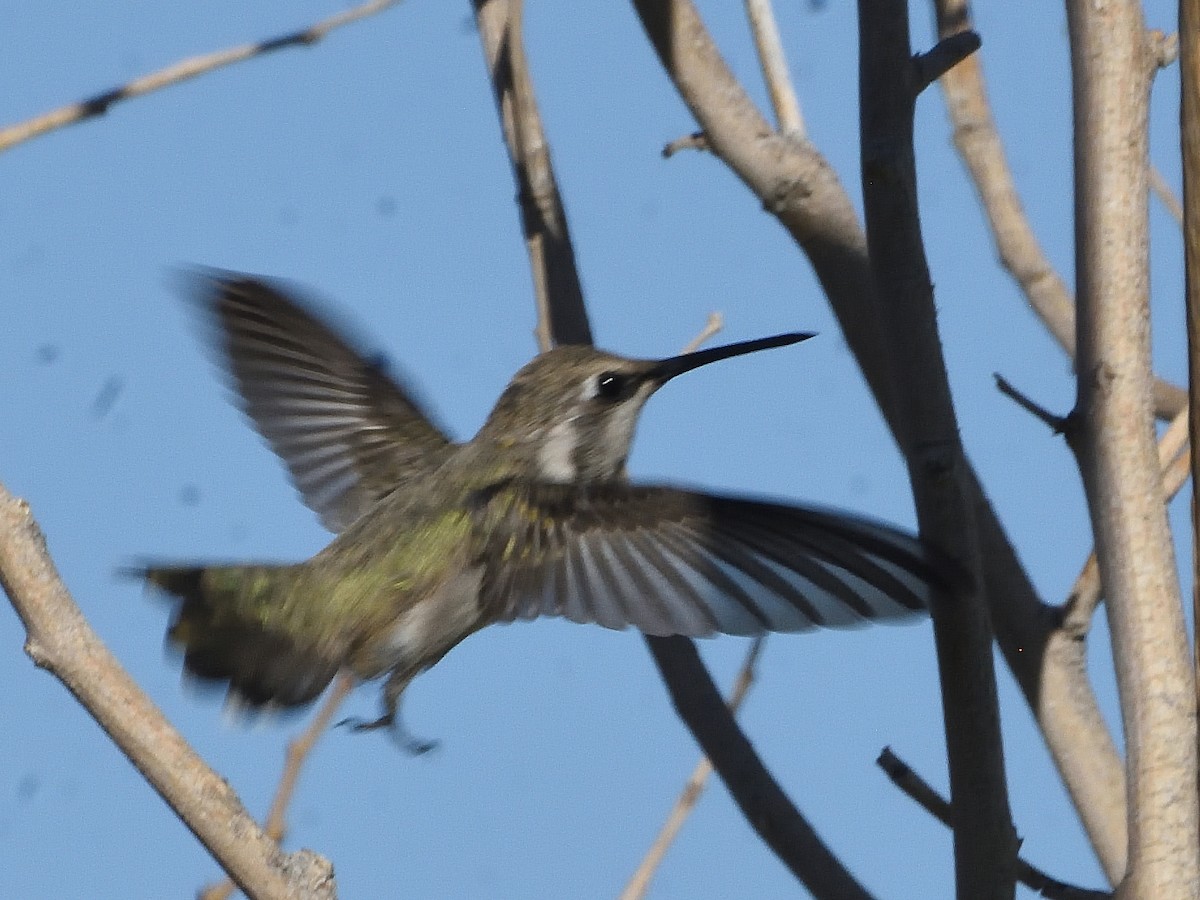 Costa's Hummingbird - Steven Albert