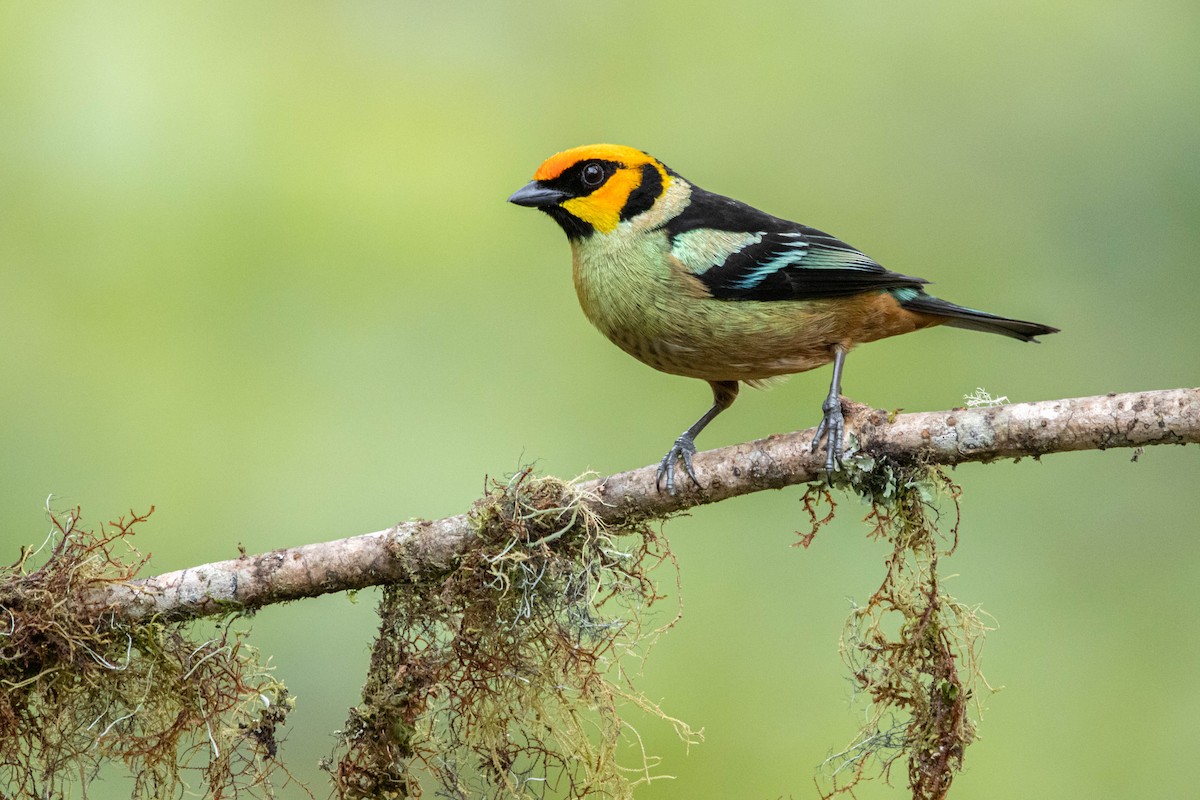 Flame-faced Tanager - ML587034321