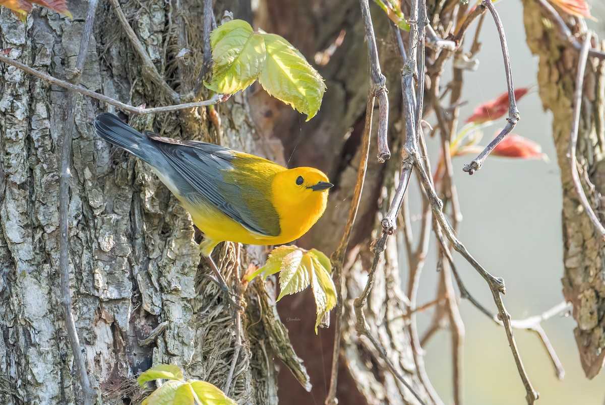 Prothonotary Warbler - ML587038111