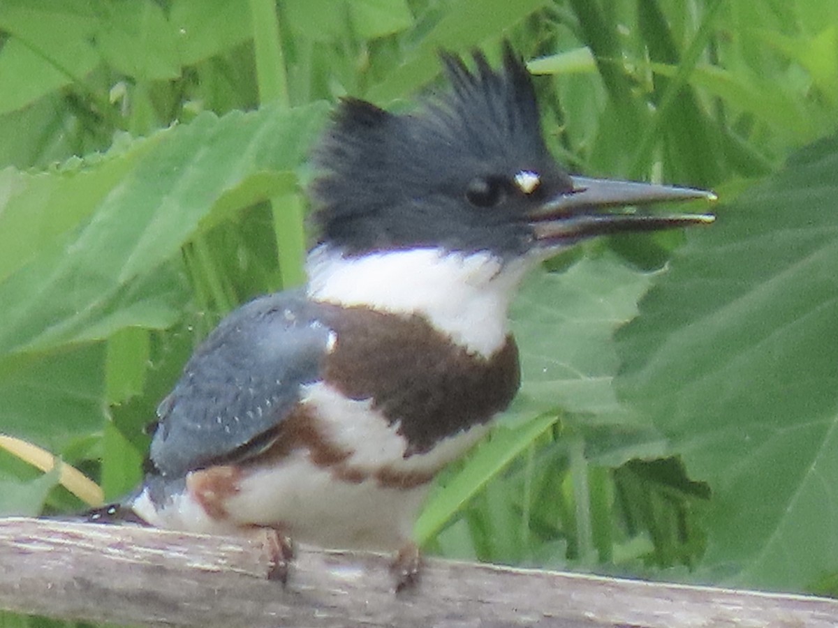 Belted Kingfisher - ML587042421