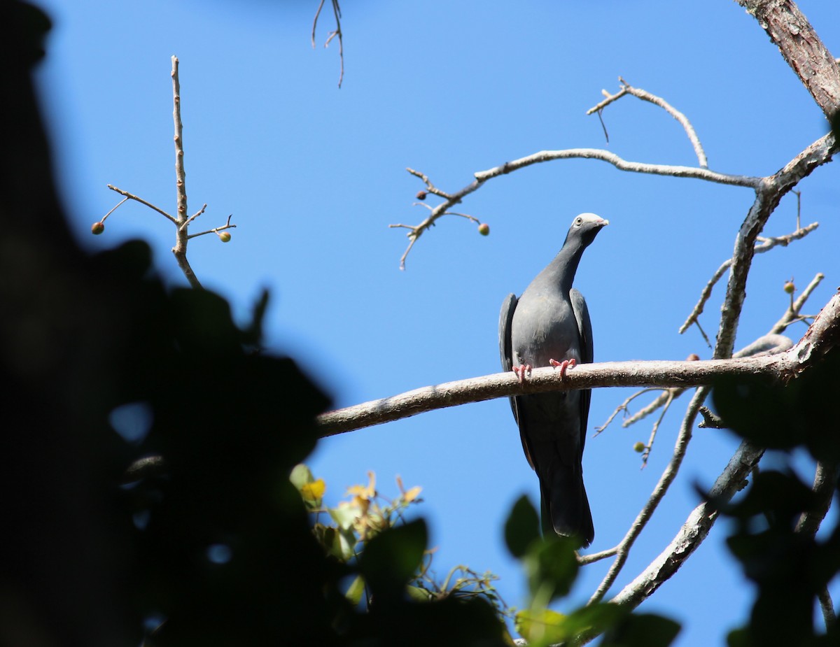White-crowned Pigeon - ML587051941