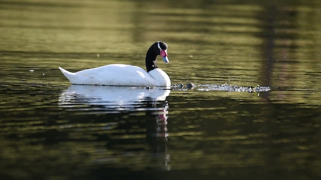 Black-necked Swan - ML587052501