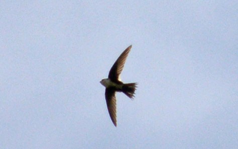 White-throated Swift - Hal Robins