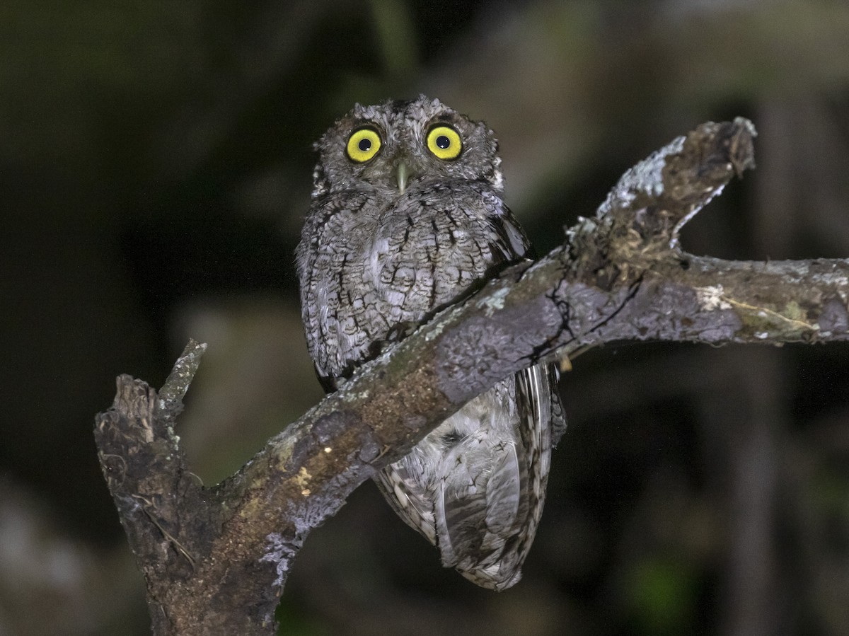 Peruvian Screech-Owl (pacificus) - ML587057091