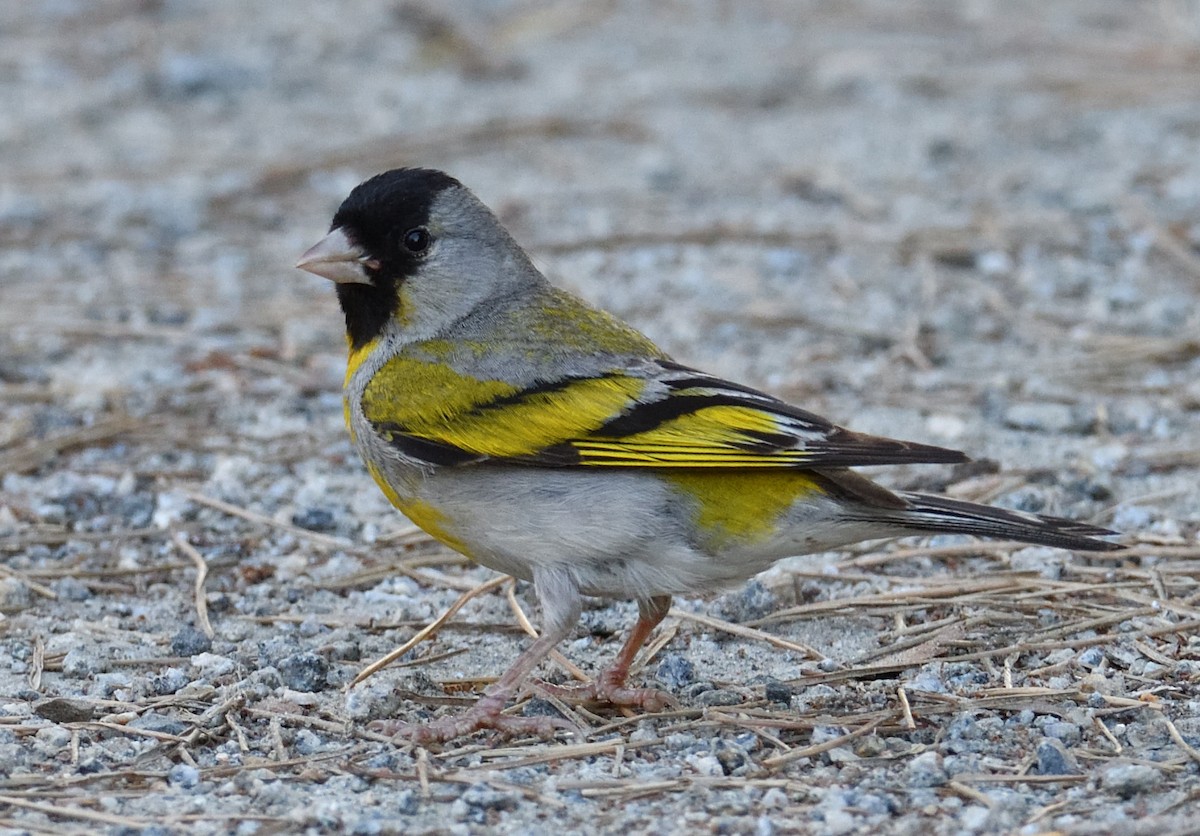 Lawrence's Goldfinch - ML587057911