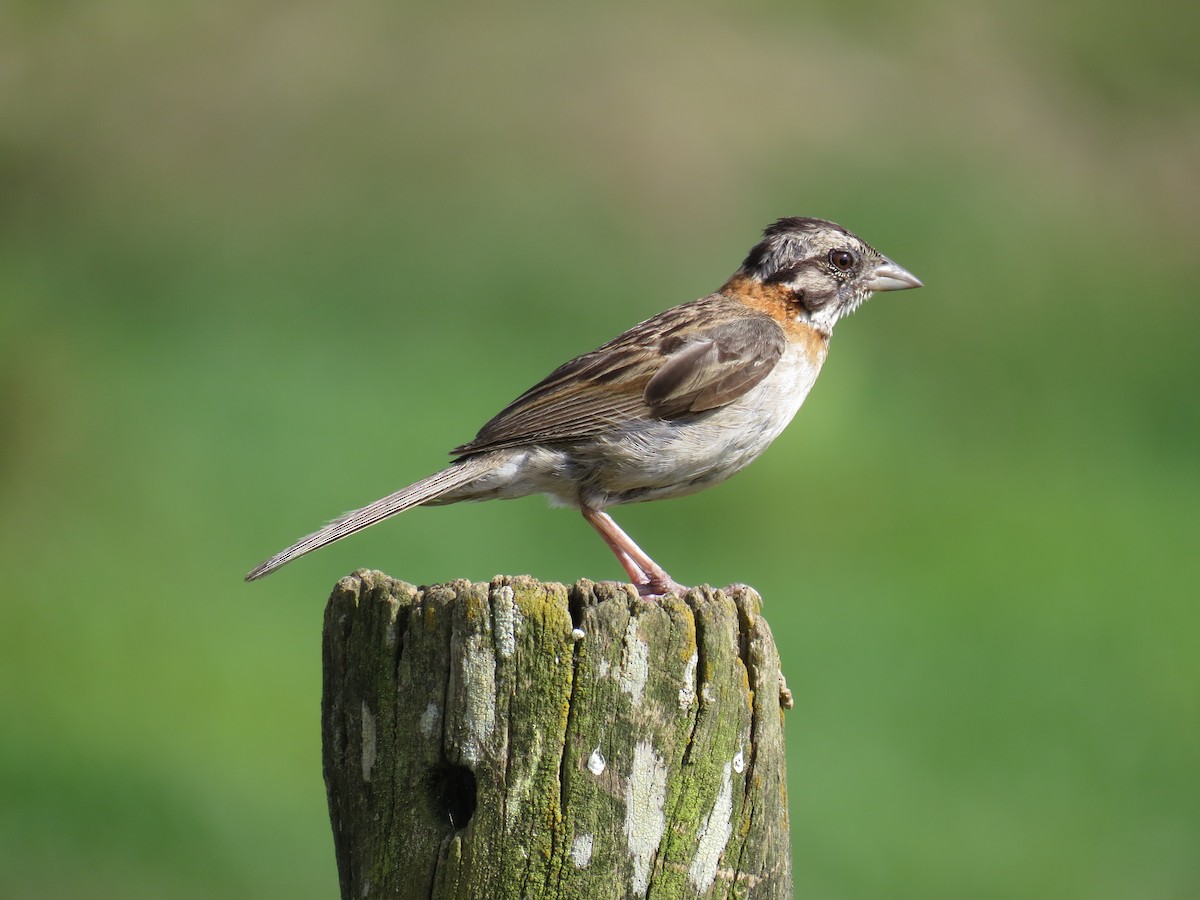 Rufous-collared Sparrow - ML587059471