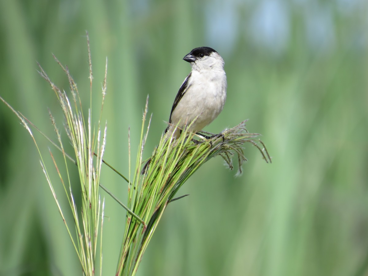 Pearly-bellied Seedeater - ML587059601