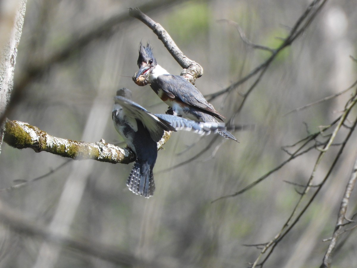 Belted Kingfisher - ML587060241