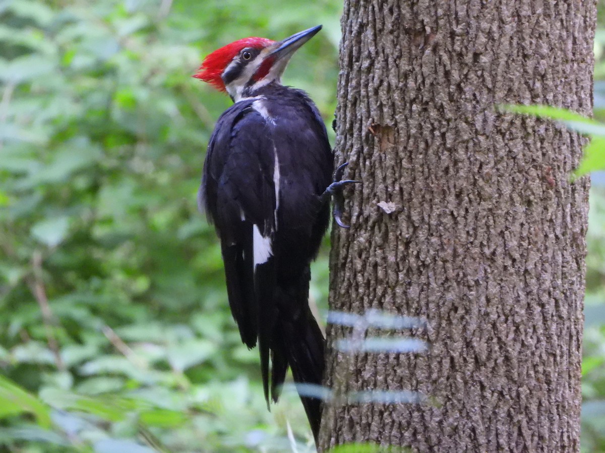 Pileated Woodpecker - Cathy Hagstrom