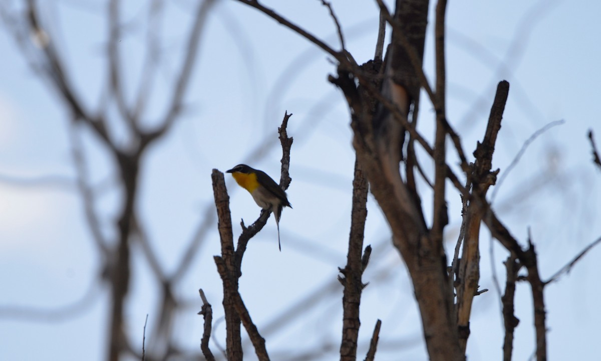 Yellow-breasted Chat - ML587060481