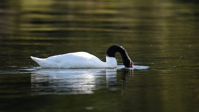 Black-necked Swan - ML587061061
