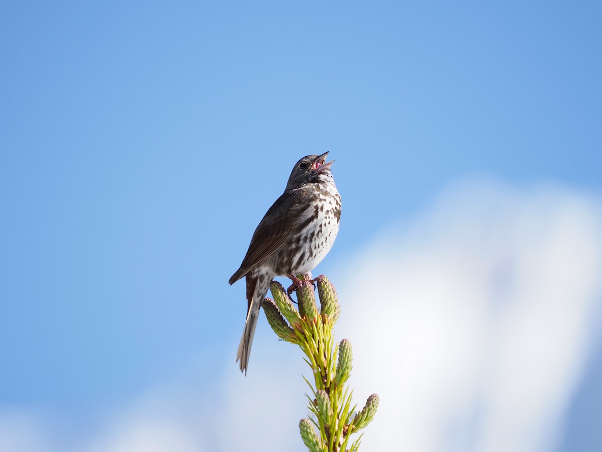 Fox Sparrow (Slate-colored) - ML587063361