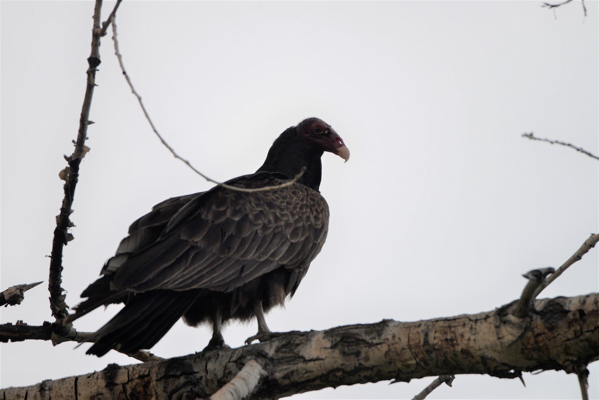 Turkey Vulture - ML587063491